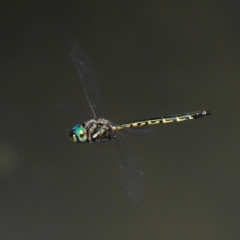 Hemicordulia australiae at Capalaba, QLD - 28 Dec 2023 10:07 AM