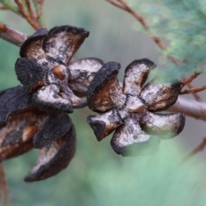 Callitris glaucophylla at Wodonga - 7 Jan 2024