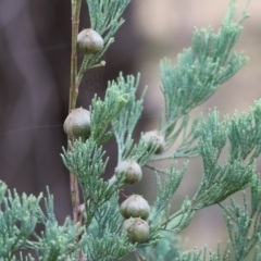 Callitris glaucophylla at Wodonga - 7 Jan 2024 07:00 AM