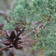 Callitris glaucophylla at Wodonga - 7 Jan 2024 07:00 AM