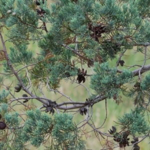 Callitris glaucophylla at Wodonga - 7 Jan 2024