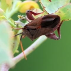 Amorbus (genus) (Eucalyptus Tip bug) at Wodonga - 7 Jan 2024 by KylieWaldon