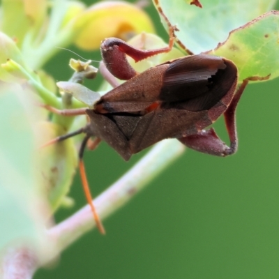 Unidentified Assassin bug (Reduviidae) at Felltimber Creek NCR - 6 Jan 2024 by KylieWaldon