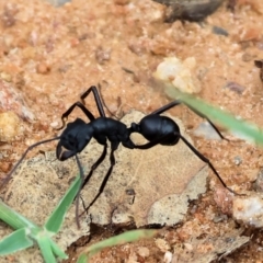 Rhytidoponera sp. (genus) (Rhytidoponera ant) at Wodonga - 7 Jan 2024 by KylieWaldon