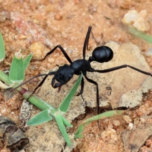 Rhytidoponera sp. (genus) at Wodonga - 7 Jan 2024 07:03 AM