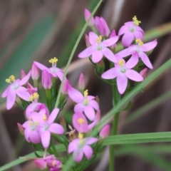 Centaurium erythraea (Common Centaury) at Wodonga - 6 Jan 2024 by KylieWaldon