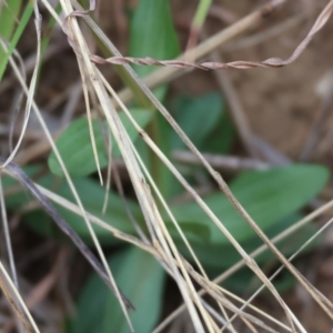 Centaurium erythraea at Wodonga - 7 Jan 2024 07:03 AM