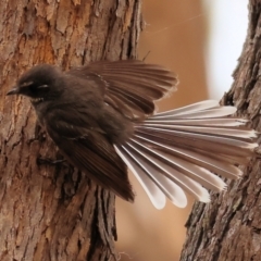 Rhipidura albiscapa (Grey Fantail) at Felltimber Creek NCR - 7 Jan 2024 by KylieWaldon