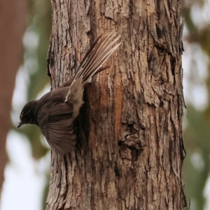 Rhipidura albiscapa at West Wodonga, VIC - 7 Jan 2024