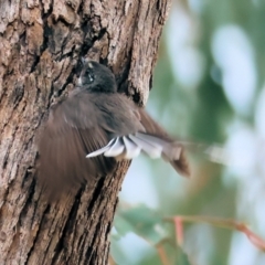 Rhipidura albiscapa at West Wodonga, VIC - 7 Jan 2024 07:04 AM