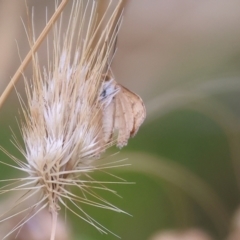 Lepidoptera unclassified ADULT moth at Felltimber Creek NCR - 6 Jan 2024 by KylieWaldon