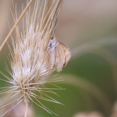 Unidentified Other moth at Wodonga - 6 Jan 2024 by KylieWaldon