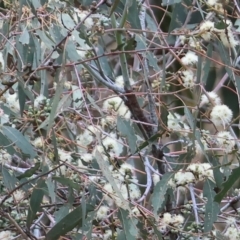 Eucalyptus bridgesiana (Apple Box) at West Wodonga, VIC - 6 Jan 2024 by KylieWaldon