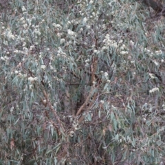 Eucalyptus bridgesiana at Wodonga - 7 Jan 2024 07:22 AM