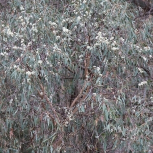 Eucalyptus bridgesiana at Wodonga - 7 Jan 2024 07:22 AM