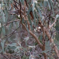 Eucalyptus bridgesiana at Wodonga - 7 Jan 2024 07:22 AM