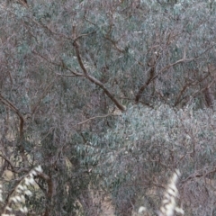 Eucalyptus bridgesiana at Wodonga - 7 Jan 2024 07:22 AM