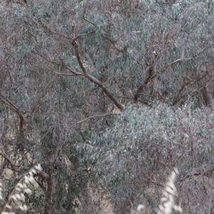 Eucalyptus bridgesiana at Wodonga - 7 Jan 2024 07:22 AM