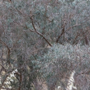 Eucalyptus bridgesiana at Wodonga - 7 Jan 2024
