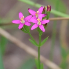 Centaurium tenuiflorum (Branched Centaury) at Wodonga - 7 Jan 2024 by KylieWaldon