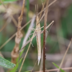 Acrida conica (Giant green slantface) at Felltimber Creek NCR - 7 Jan 2024 by KylieWaldon