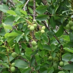 Juglans regia (Walnut) at Felltimber Creek NCR - 6 Jan 2024 by KylieWaldon