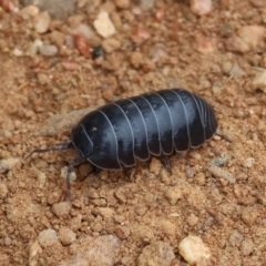 Armadillidium vulgare at Wodonga - 6 Jan 2024 by KylieWaldon