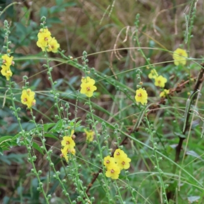 Verbascum virgatum (Green Mullein) at Felltimber Creek NCR - 6 Jan 2024 by KylieWaldon