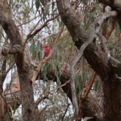 Eolophus roseicapilla (Galah) at Wodonga - 7 Jan 2024 by KylieWaldon