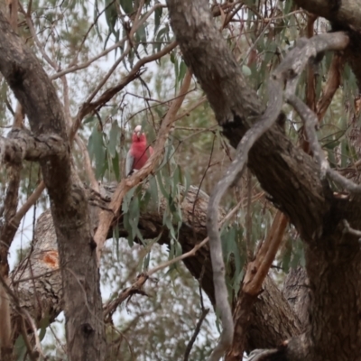 Eolophus roseicapilla (Galah) at Wodonga - 7 Jan 2024 by KylieWaldon