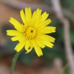 Hypochaeris radicata (Cat's Ear, Flatweed) at Wodonga - 6 Jan 2024 by KylieWaldon