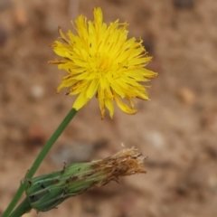 Hypochaeris radicata at Felltimber Creek NCR - 7 Jan 2024 07:30 AM