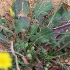 Hypochaeris radicata at Felltimber Creek NCR - 7 Jan 2024 07:30 AM