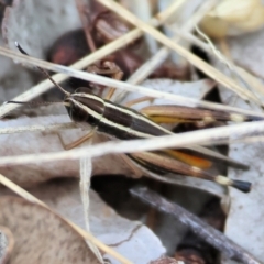 Macrotona australis (Common Macrotona Grasshopper) at Felltimber Creek NCR - 7 Jan 2024 by KylieWaldon