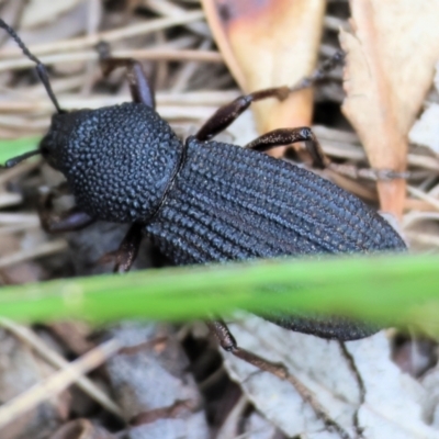 Unidentified Weevil (Curculionoidea) at Wodonga - 6 Jan 2024 by KylieWaldon
