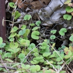 Dichondra repens (Kidney Weed) at Wodonga - 7 Jan 2024 by KylieWaldon