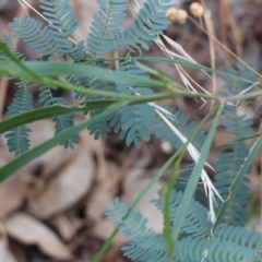 Acacia implexa (Hickory Wattle, Lightwood) at Wodonga - 7 Jan 2024 by KylieWaldon