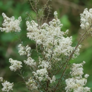 Bursaria spinosa at Wodonga - 7 Jan 2024