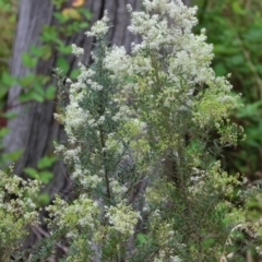 Bursaria spinosa at Wodonga - 7 Jan 2024