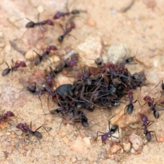 Unidentified Ant (Hymenoptera, Formicidae) at West Wodonga, VIC - 6 Jan 2024 by KylieWaldon