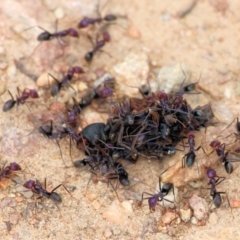 Iridomyrmex purpureus at West Wodonga, VIC - 6 Jan 2024 by KylieWaldon