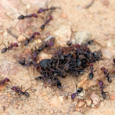 Iridomyrmex purpureus at Felltimber Creek NCR - 6 Jan 2024 by KylieWaldon