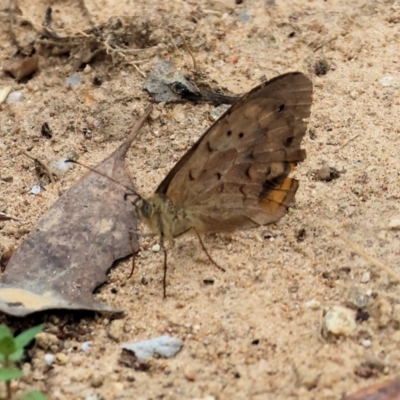 Heteronympha merope (Common Brown Butterfly) at Wodonga - 6 Jan 2024 by KylieWaldon