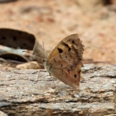 Heteronympha merope at Wodonga - 7 Jan 2024 07:39 AM