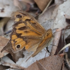 Heteronympha merope at Wodonga - 7 Jan 2024 07:39 AM