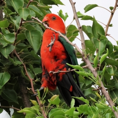 Alisterus scapularis (Australian King-Parrot) at Wodonga - 7 Jan 2024 by KylieWaldon