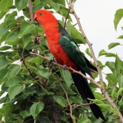 Alisterus scapularis at Wodonga - 7 Jan 2024