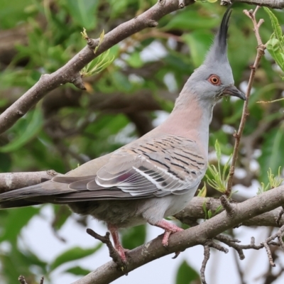 Ocyphaps lophotes (Crested Pigeon) at Wodonga - 6 Jan 2024 by KylieWaldon