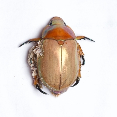 Anoplognathus viriditarsis (Green-footed Christmas beetle) at Port Macquarie, NSW - 31 Dec 2023 by Katbirfdsnaps