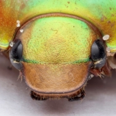 Anoplognathus viriditarsis at Port Macquarie, NSW - 31 Dec 2023